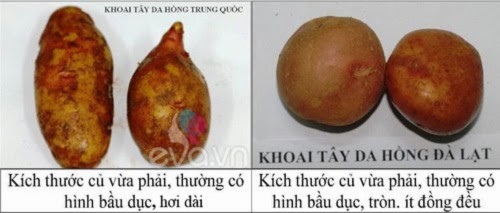 rau quả đà lạt, rau quả Trung Quốc, khoai tây, hành tây, dâu tây, cà rốt, bắp cải, 