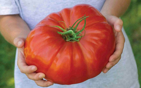 Giống cà chua lớn nhất thế giới