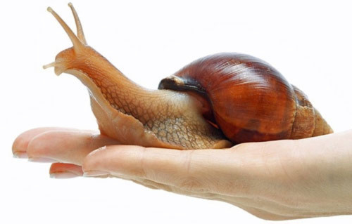 Những đặc điểm kỳ lạ của ốc sên