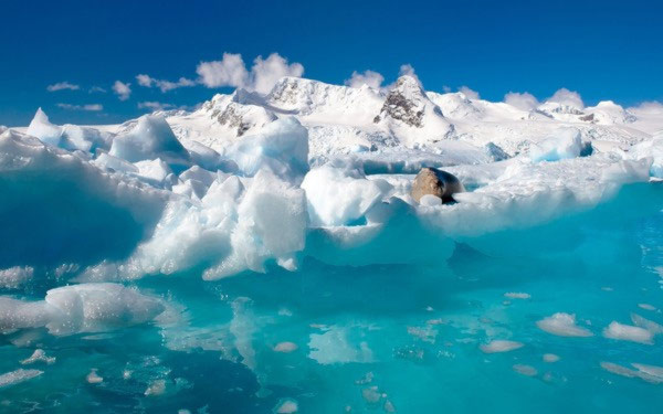 Sinh vật bí ẩn tồn tại dưới lớp băng dày 740m ở Nam Cực