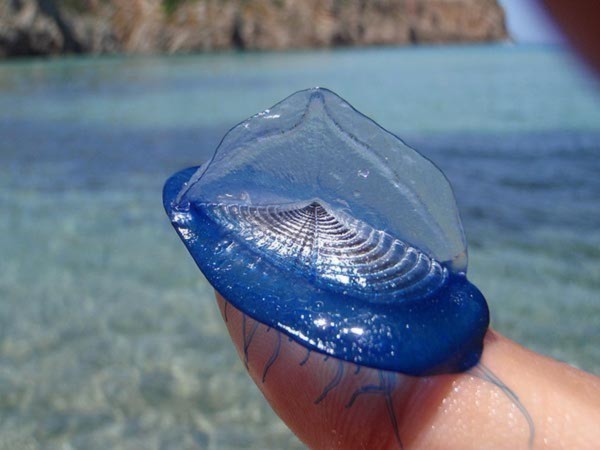 Velella, trong suốt, thuy tinh, Salps, Phronima, Bài chọn lọc, 