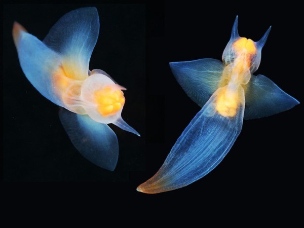 Velella, trong suốt, thuy tinh, Salps, Phronima, Bài chọn lọc, 