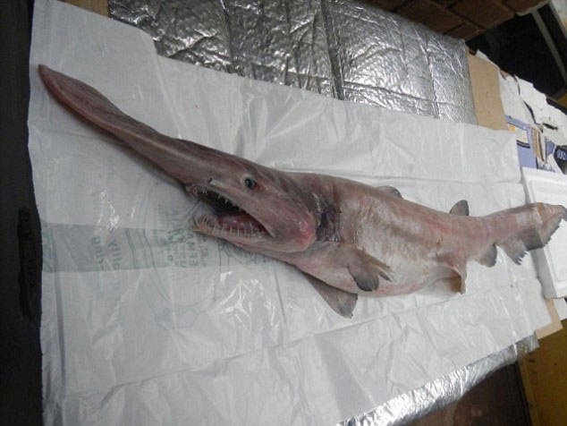Cá mập yêu tinh sa lưới ngư dân