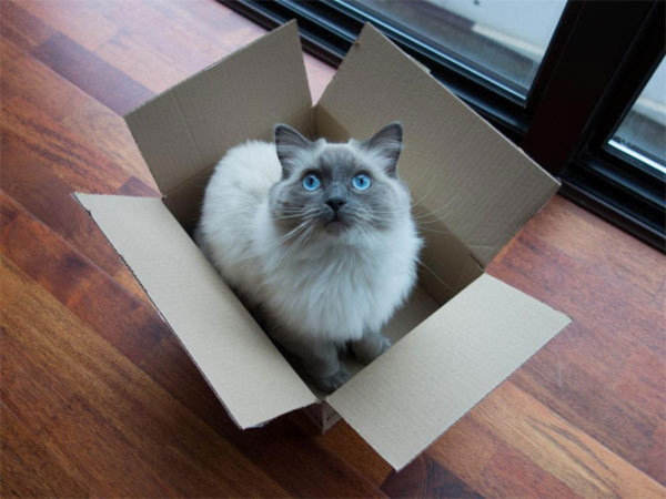 Mèo thích trốn trong hộp để giảm căng thẳng