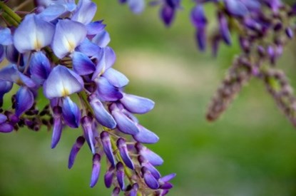 12 loài hoa đẹp có chất kịch độc chết người