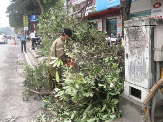 "Con đường đẹp nhất Việt Nam" tan hoang sau khi chặt cây xanh