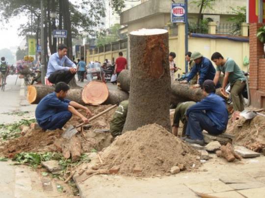 Gốc và thân cây không có dấu hiệu mục ruỗng