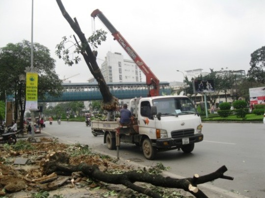 Cây chặt hạ đang được cẩu lên trên xe