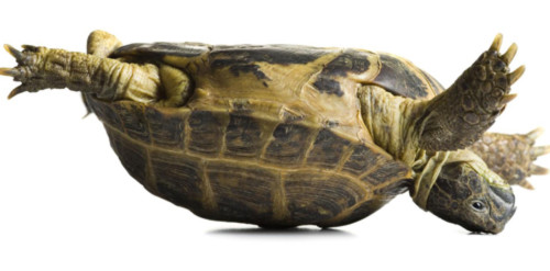 Hiện tượng rùa bị ngửa bụng tự lật úp