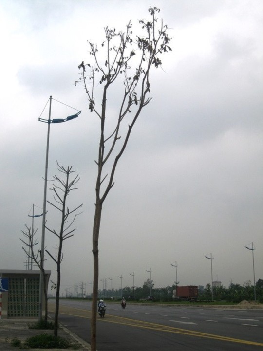Những cây mới trồng thay thế cũng đang héo khô lá
