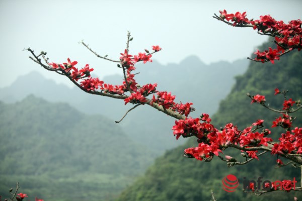 Hà Nội tháng Ba, miên man mùa hoa gạo - 10