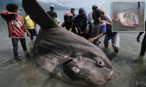 Cá mặt trăng khổng lồ trôi dạt vào bờ biển Indonesia