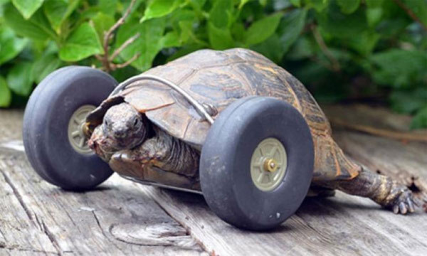 Cụ rùa 90 tuổi được lắp bánh xe làm chân giả