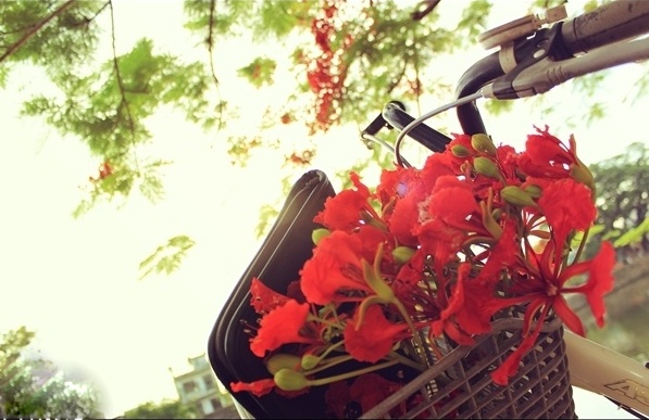 Hoa phượng đỏ gắn liền với thời học sinh với những giỏ xe chở đầy hoa phượng