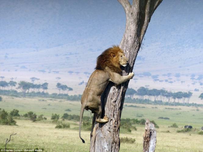 Kinh ngạc với cảnh sư tử sợ hãi leo lên cây chạy trốn bầy trâu rừng hung dữ