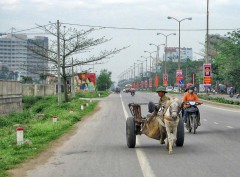 Những loại xe ngựa thồ vẫn còn xuất hiện trên đường phố ở Thanh Hóa