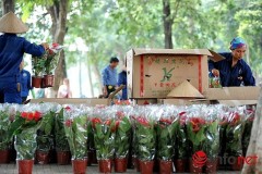 Theo ghi nhận của PV Infonet, hoa trồng xung quanh Hồ Gươm được đựng hoàn toàn trong những thùng giấy có in chữ Trung Quốc. Ảnh infonet