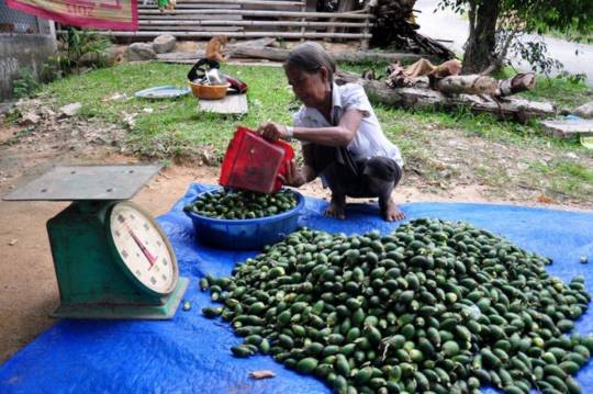 Người dân hái cau non bán cho thương lái đưa sang Trung Quốc