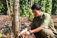 Vườn tiêu của Phó Công an xã Nguyễn Thuận Nam bị chặt phá. Ảnh ĐTK