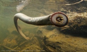 Cá mút đá - Thủy quái thời tiền sử