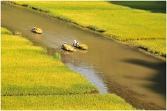 Bốn người bạn sinh cùng năm, lớn lên cùng làng, cùng trải qua nhiều vui buốn tuổi thơ ở Hoa Lư. Ảnh cánh đồng lúa chín ở TranG An (đất Hoa Lư xưa kia. (Ảnh từ internet)