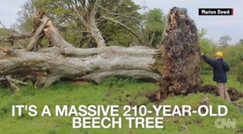 Hài cốt được phát hiện bên trong bộ rễ một cây cổ thụ 215 năm tuổi ở Tây Bắc Ireland. Ảnh: CNN
