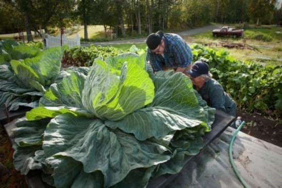 alaska-giant-vegetables-7[2]