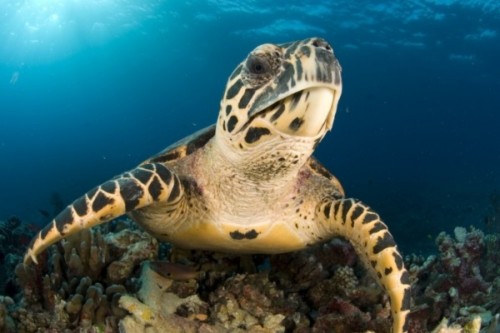 Phát hiện rùa biển tự phát sáng cực hiếm trên thế giới - Ảnh 2