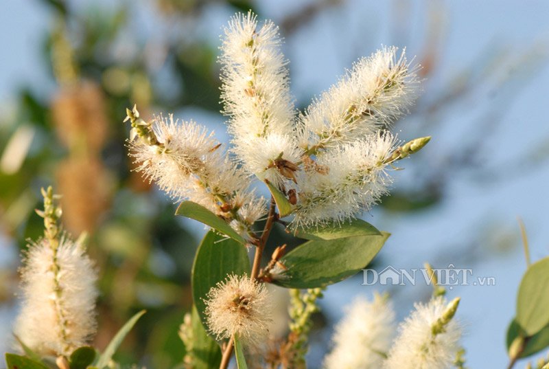 hoa dong noi mien tay khoe sac hinh anh 9