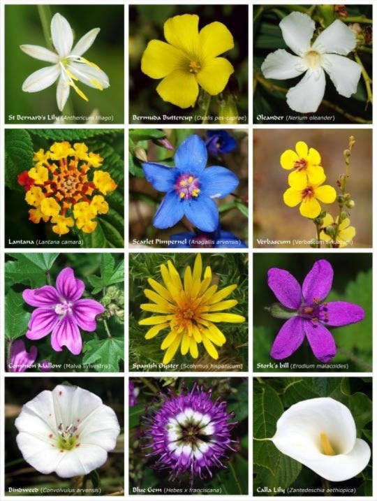 Có bao nhiêu loài thực vật có hoa?