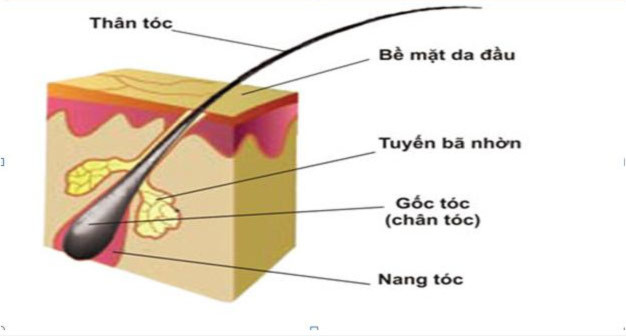 Tại sao tóc lại bạc?