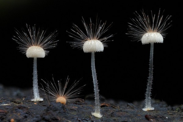 Thế giới kỳ diệu của các loài nấm khi chụp cận cảnh
