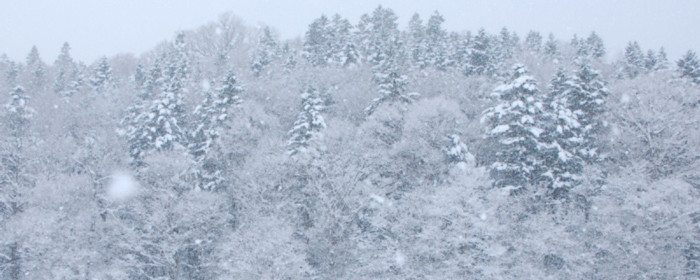 Mùa đông tuyết dày lên tới 5 mét nhưng các loài cây vẫn có thể sinh trưởng tốt