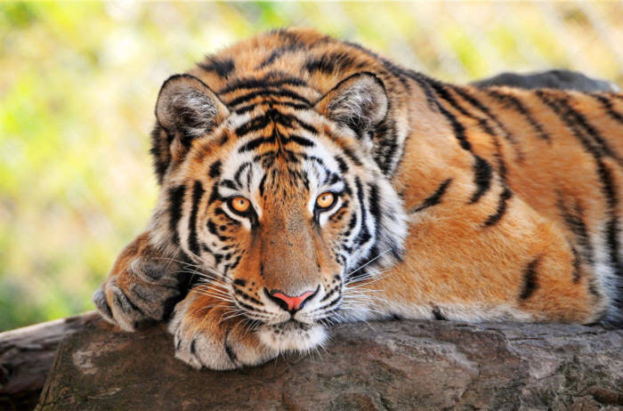  Đặc biệt có loài hổ Châu Á – một loài xếp trong danh sách cần được bảo vệ đặc biệt và có nguy cơ bị đe dọa cũng sinh trưởng và được bảo vệ trong khu bảo tồn này.