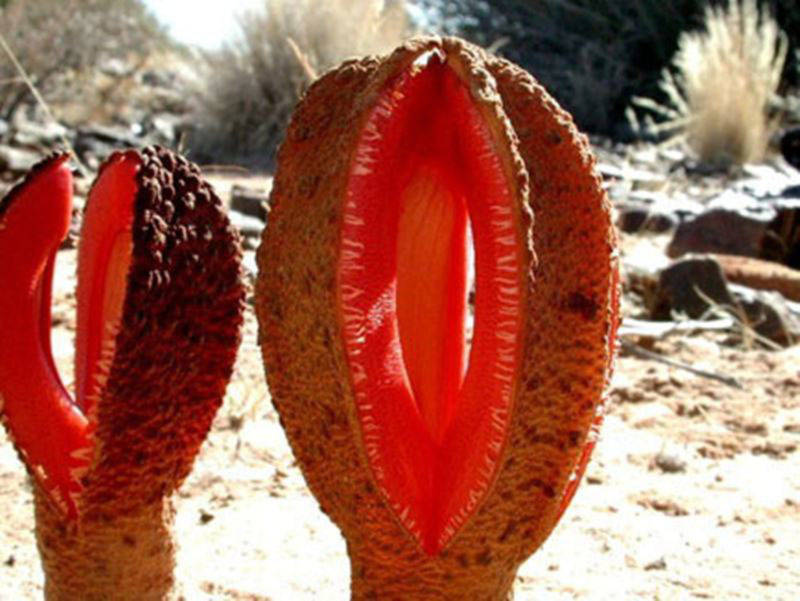 Hydnora africana là tên loài hoa "nhiều thịt" sinh sống ở khu vực miền nam châu Phi. Cây phát triển hoàn toàn dưới lòng đất. Khi bông hoa nhú lên khỏi mặt đất, chúng tiết ra mùi hôi thối giống như phân. 