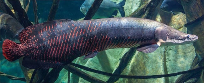 Cận cảnh loài "quái vật nước ngọt lớn nhất hành tinh" ở Amazon