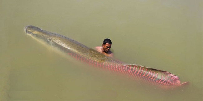 Cận cảnh loài "quái vật nước ngọt lớn nhất hành tinh" ở Amazon