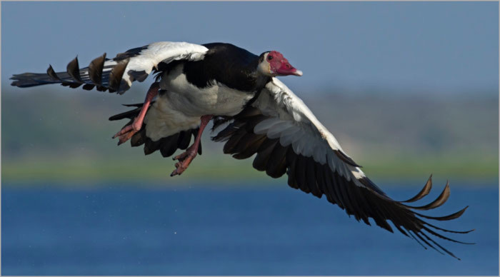 Ngỗng Spur Winged – 142km/h.
