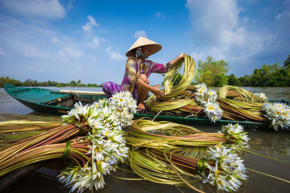 Tác giả Nhiem Hoang với bức ảnh người phụ nữ đang hái hoa súng ở Châu Đốc, An Giang cũng lọt vào vòng chung kết của giải ảnh Smithsonian Annual Photo Contest.