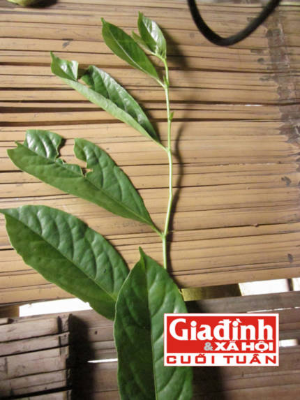 Tấm lòng thiện của “thần y” xứ Thái sở hữu bài thuốc gia truyền chữa bỏng kỳ diệu 2 Bài thuốc quý cứu người tổn thương 2/3 cơ thể vì bỏng vôi nặng 2