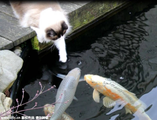 Tình bạn khăng khít suốt 3 năm trời giữa mèo và cá khiến nhiều người thích thú - Ảnh 2. Tình bạn khăng khít suốt 3 năm trời giữa mèo và cá khiến nhiều người thích thú - Ảnh 2.