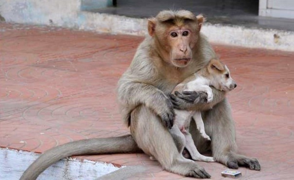 Khỉ mẹ hoang dã cứu và nuôi nấng chú chó con như con ruột.