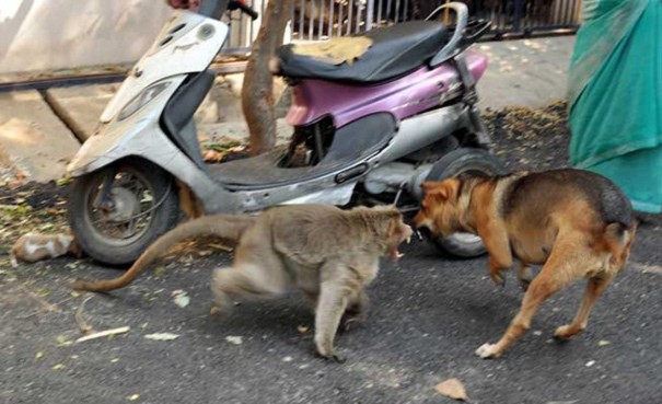 Khỉ mẹ bảo vệ chó con khỏi chó hoang hung dữ.