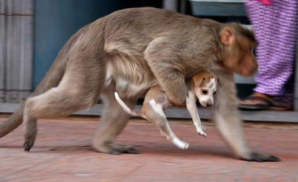 Cặp đôi ấn tượng khỉ mẹ và chó con "dính" lấy nhau khiến người dân ở thành phố Erode, Ấn Độ vô cùng thích thú và cảm động.