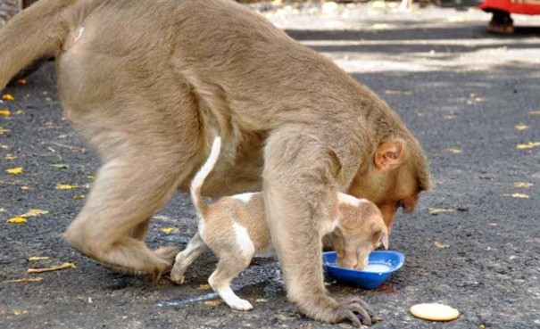 Mọi lúc mọi nơi, khỉ mẹ đều ân cần nhường cho con ăn trước.