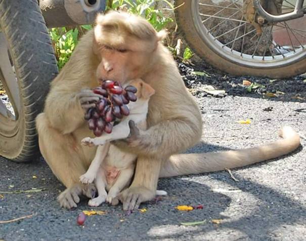 Người dân địa phương vô cùng "ấn tượng" trước tình cảm mà khỉ hoang dành cho chú chó con mồ côi.