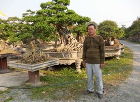 cây-cảnh, đại-gia, chơi-cây, Phú-Thọ, Vĩnh-Phúc, tiền-tỷ, sưu-tập đồ-cổ, Phiến cá cây-cảnh, đại-gia, chơi-cây, Phú-Thọ, Vĩnh-Phúc, tiền-tỷ, sưu-tập đồ-cổ, Phiến cá