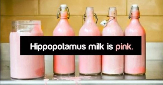 Sữa hà mã có màu hồng chứ không phải trắng nhé.