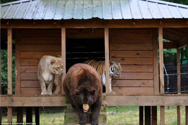 Gặp bộ ba động vật béo ị quyết tâm bên nhau chẳng rời làng động vật - Ảnh 4.