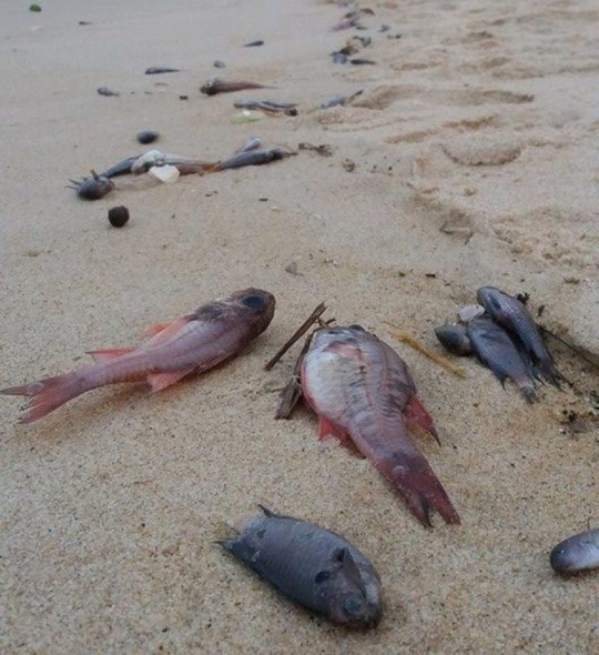Cá chết hàng loạt được phát hiện tại bờ biển Quảng Bình Ảnh: Hoàng Phúc. Ảnh nld.com.vn